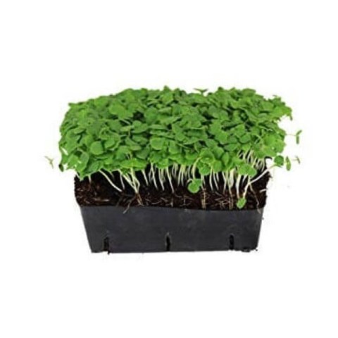 Βασιλικός Basil Green Microgreens 0,05gr